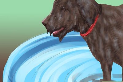 How to Groom a Thick Furred Dog