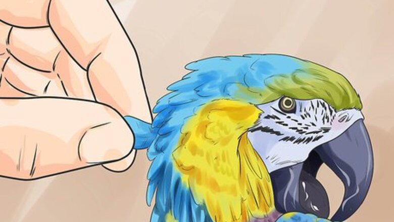 How to Recognize Stress in Your Pet Parrot