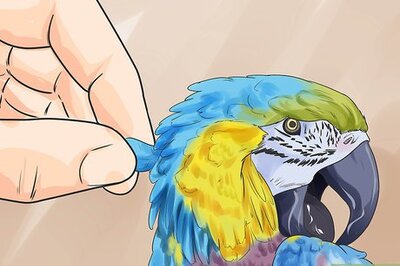 How to Recognize Stress in Your Pet Parrot