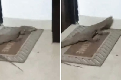 Watch: Giant Monitor Lizard Relaxing On A Doormat In Lucknow Shocks Internet