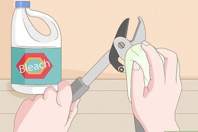 How to Prune a Mulberry Tree