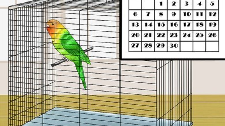 How to Tame a Bird