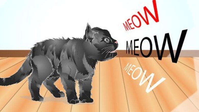 How to Teach Your Cat to Talk