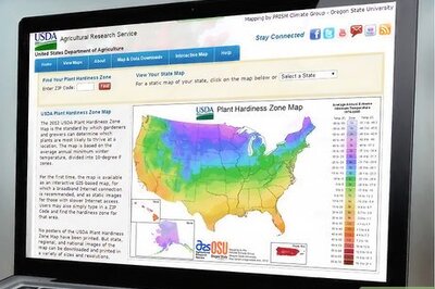 How to Grow a Magnolia Tree