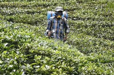 India's Tea Exports May go up, Prices to Improve, Says ICRA
