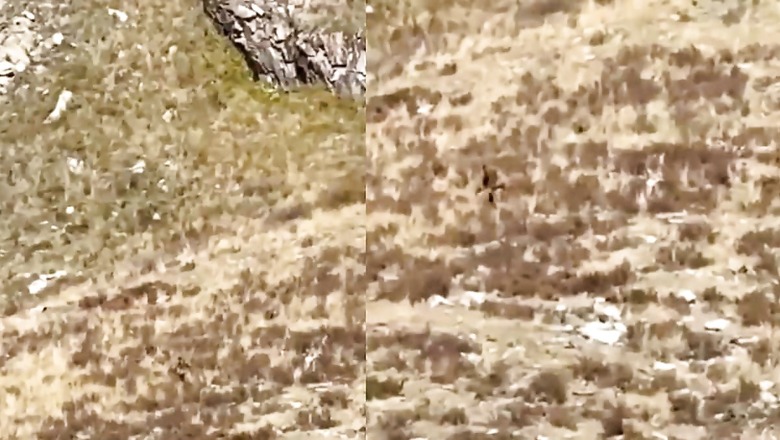 Bigfoot Spotted in Colorado? Viral Video Captures Bizarre Creature Leaving People Puzzled