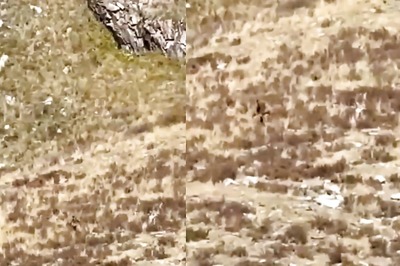 Bigfoot Spotted in Colorado? Viral Video Captures Bizarre Creature Leaving People Puzzled