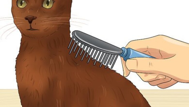 How to Care for a Havana Brown Cat