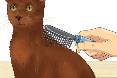 How to Care for a Havana Brown Cat