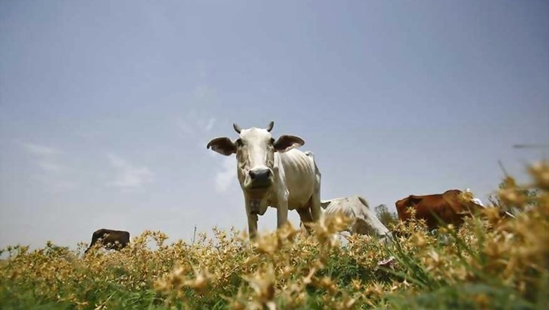 Goa Stray Cattle Now Prefer Chicken and Fried Fish Over Grass, Claims BJP Minister Michael Lobo