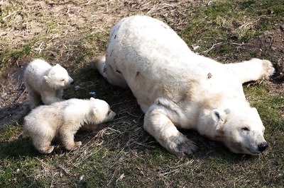 Polar Bear Cubs Born at Dutch Zoo Make Online Public Appearance Amid Coronavirus Concerns