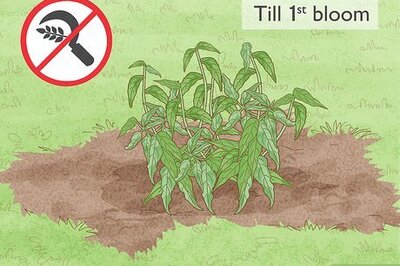 How to Harvest Echinacea