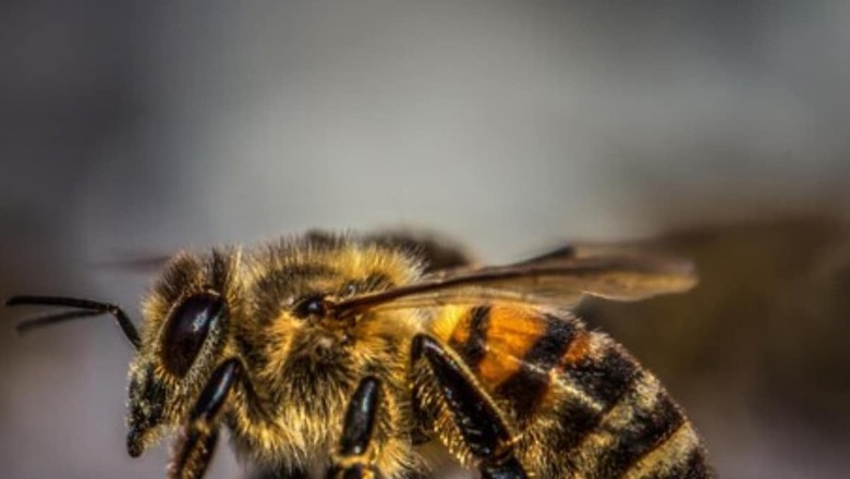 Buzzing Chaos: Swarm of Bees Attacks Wedding Ceremony in MP, Some Guests in ICU