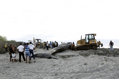 33-feet-long whale carcass washed ashore in Tamil Nadu