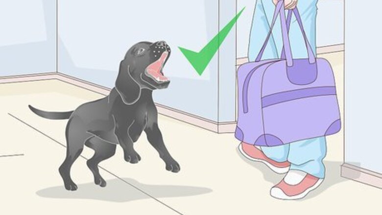How to Get a Urine Sample from a Male Dog