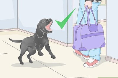 How to Get a Urine Sample from a Male Dog