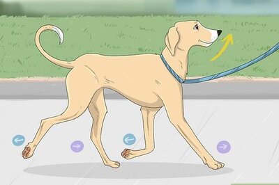 How to Train Your Dog for a Dog Show