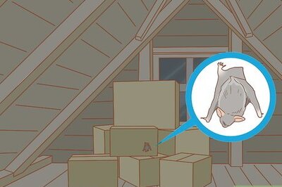 How to Catch a Bat in Your House