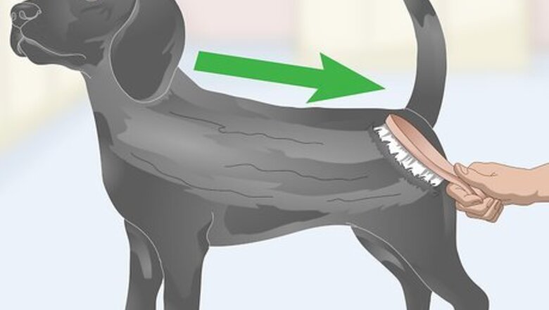 How to Treat Dandruff on Your Dog