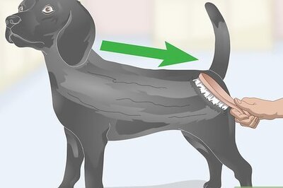 How to Treat Dandruff on Your Dog