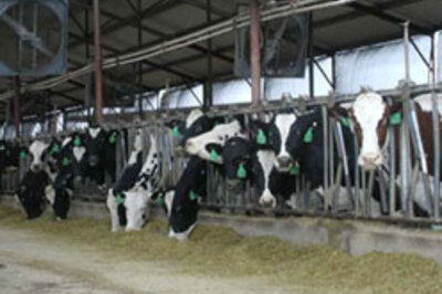 Rel plans Rs 50 bn dairy hub in Punjab