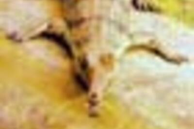 Reporter's Blog: Chasing crocs in dacoit land