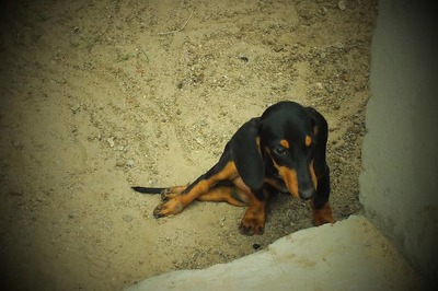 Man jailed for abusing pet dog in New Zealand