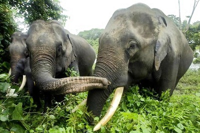 2 Killed in Police Firing During Kaziranga Eviction