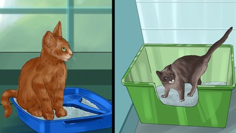 How to Choose a Litter Box for Your Cat