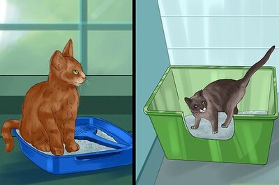 How to Choose a Litter Box for Your Cat