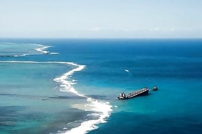 'Heartwrenching': At Least 40 Dolphins Dead Near Mauritius Oil Spill