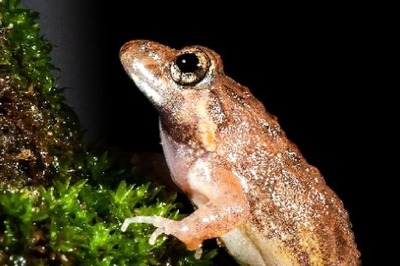 DU Scientists Discover New Frog Species, Name it After Former VC Deepak Pental