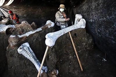 'Mammoth Central' Found At Mexico Airport Construction Site