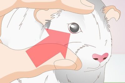 How to Treat Conjunctivitis on Guinea Pigs