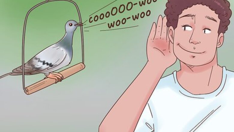 How to Encourage Doves to Coo