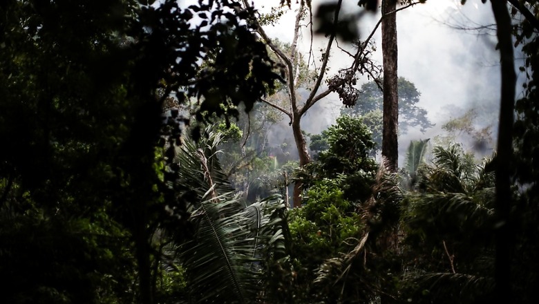 Forest Staff in Maharashtra Have 'Lathis' to Defend, in Karnataka They Roam in 'Chappals': SC