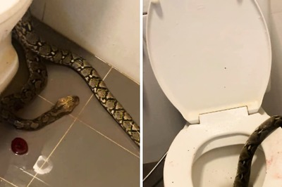 'Horrifying': Giant Python Bites Man's Private Parts In Thailand