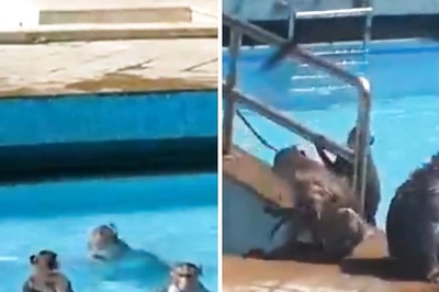 Why Should Humans Have All The Fun? Monkeys Host Pool Party In This Video