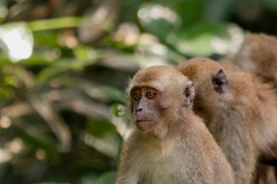 Marmoset Monkey Use Names To Call One Another, Says Study