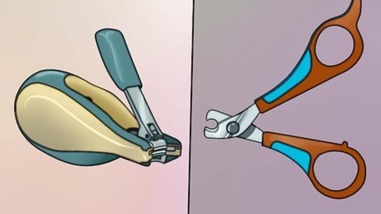 How to Cut Guinea Pig Claws