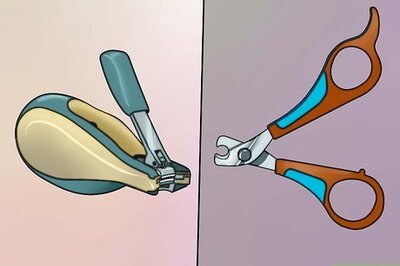 How to Cut Guinea Pig Claws