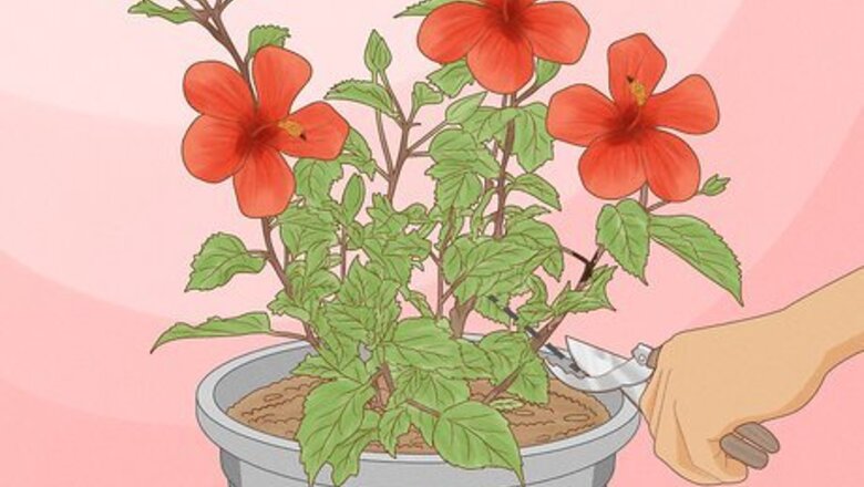 How to Prune Hibiscus