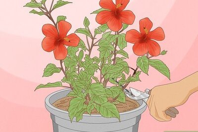 How to Prune Hibiscus