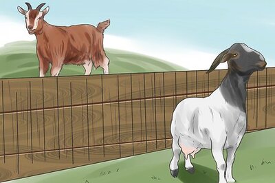 How to Treat Mastitis in a Goat