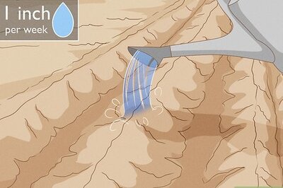 How to Care for Bulbs