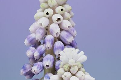 How to Set Up an Alternate Appearance on iPhone or iPad