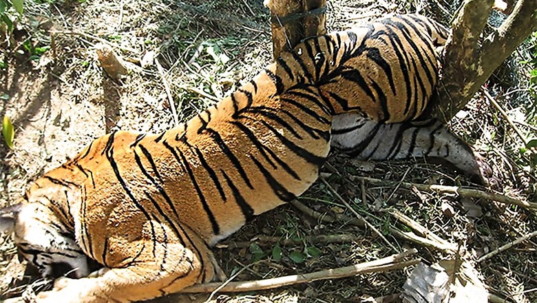 CBI Probe Ordered into Death of Tigers at Corbett Tiger Reserve