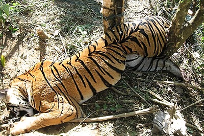 Two More Tigers Found Dead in Madhya Pradesh; Third Case in a Month