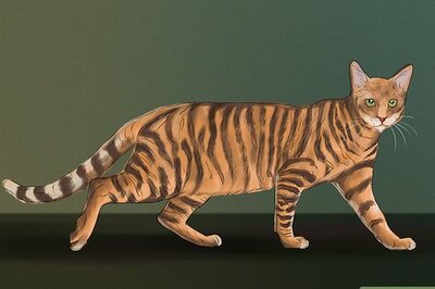 How to Identify a Toyger