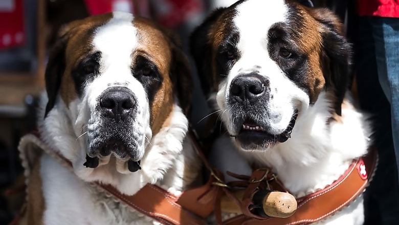 Can Dogs, Cats Detect Earthquakes? No, Says Report